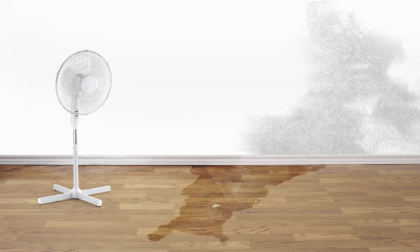 Best Basement water damage restoration  in Genola, UT